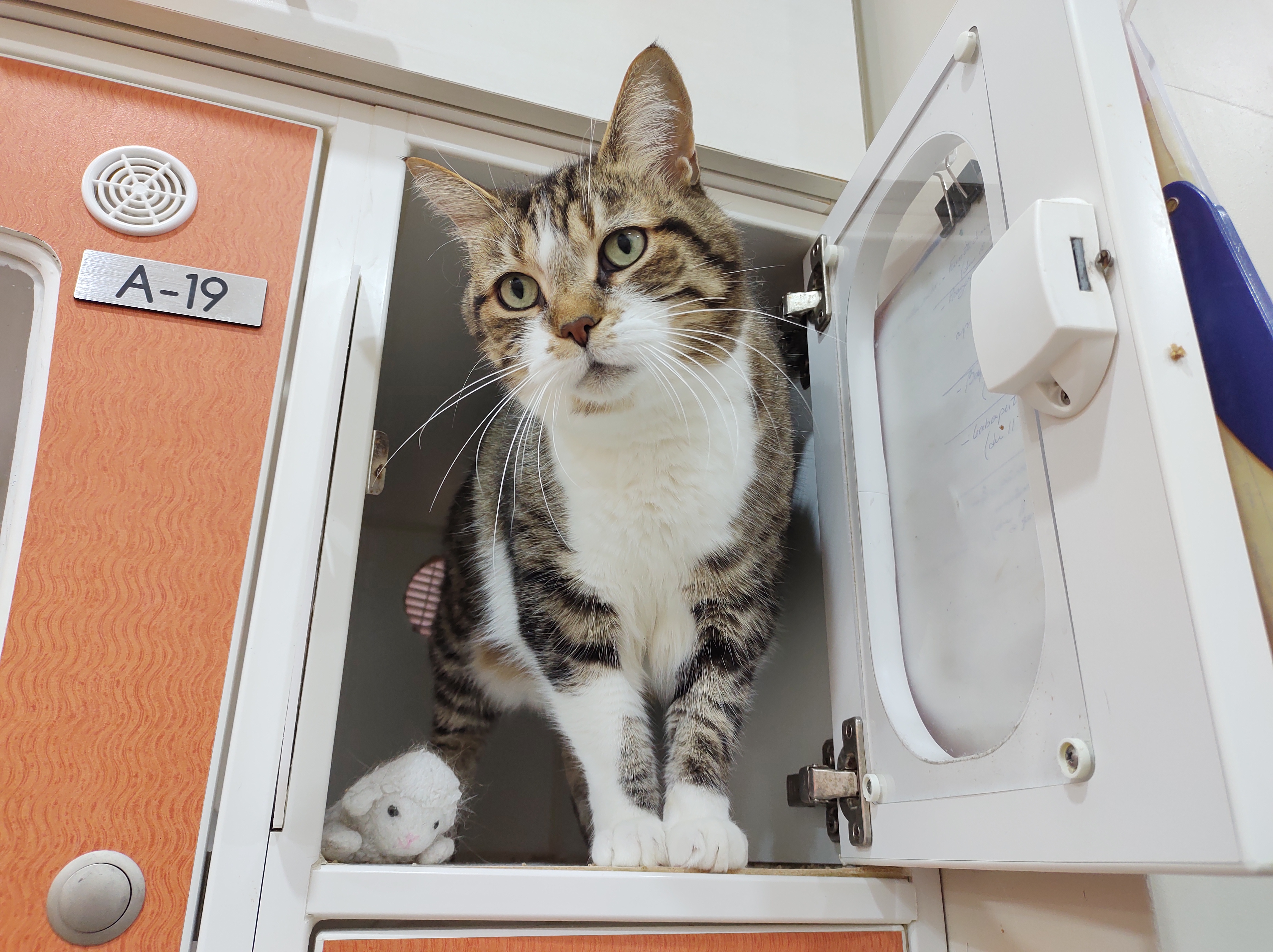 Voici Max le chat !
