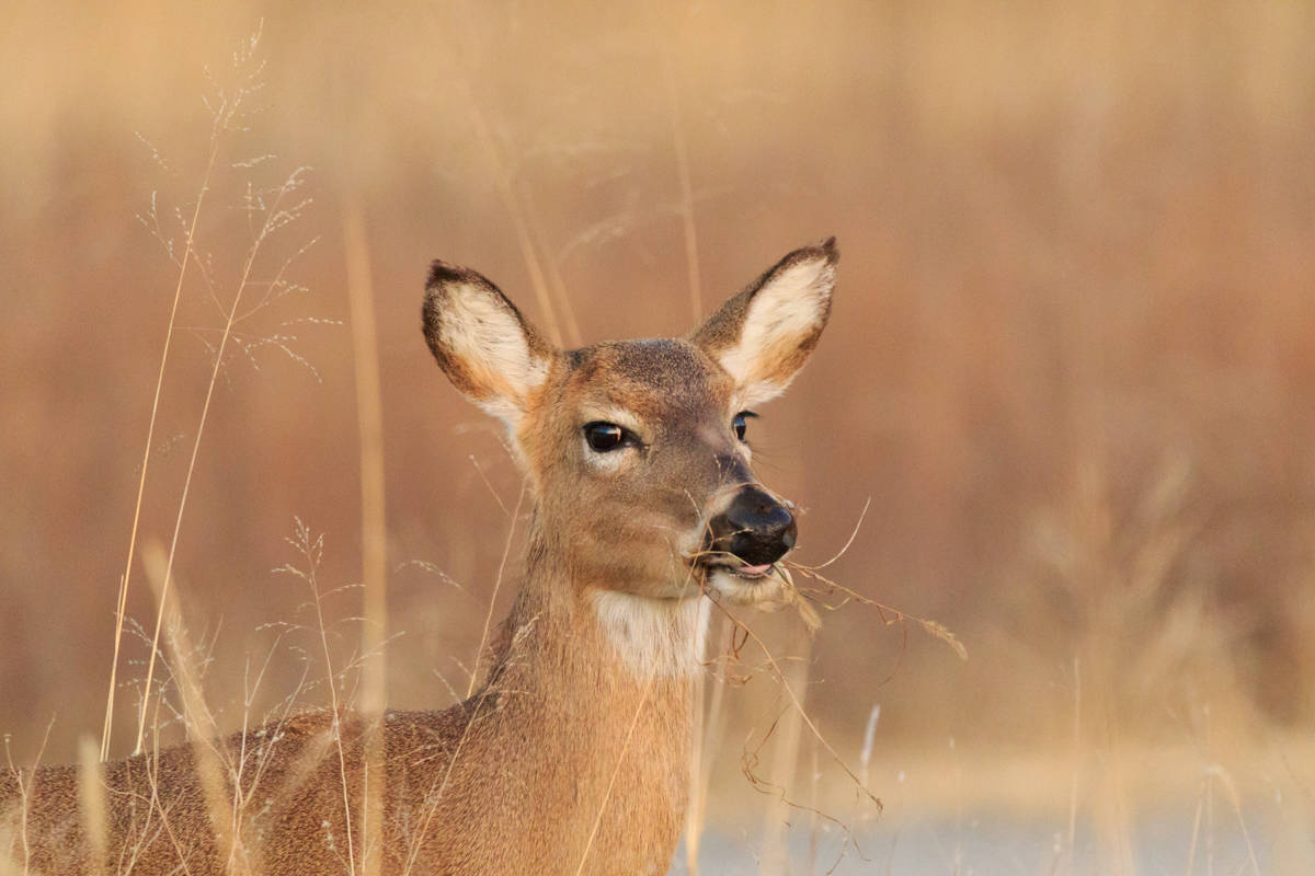 Cerfs : l’opposition « soulagée » du revirement de situation
