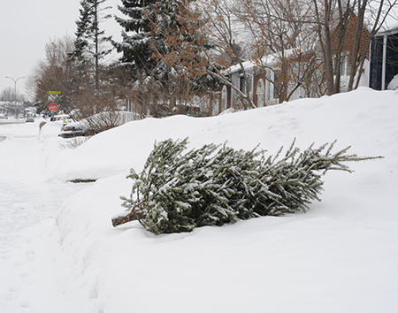 Les dates pour la collecte de sapins naturels sur le territoire