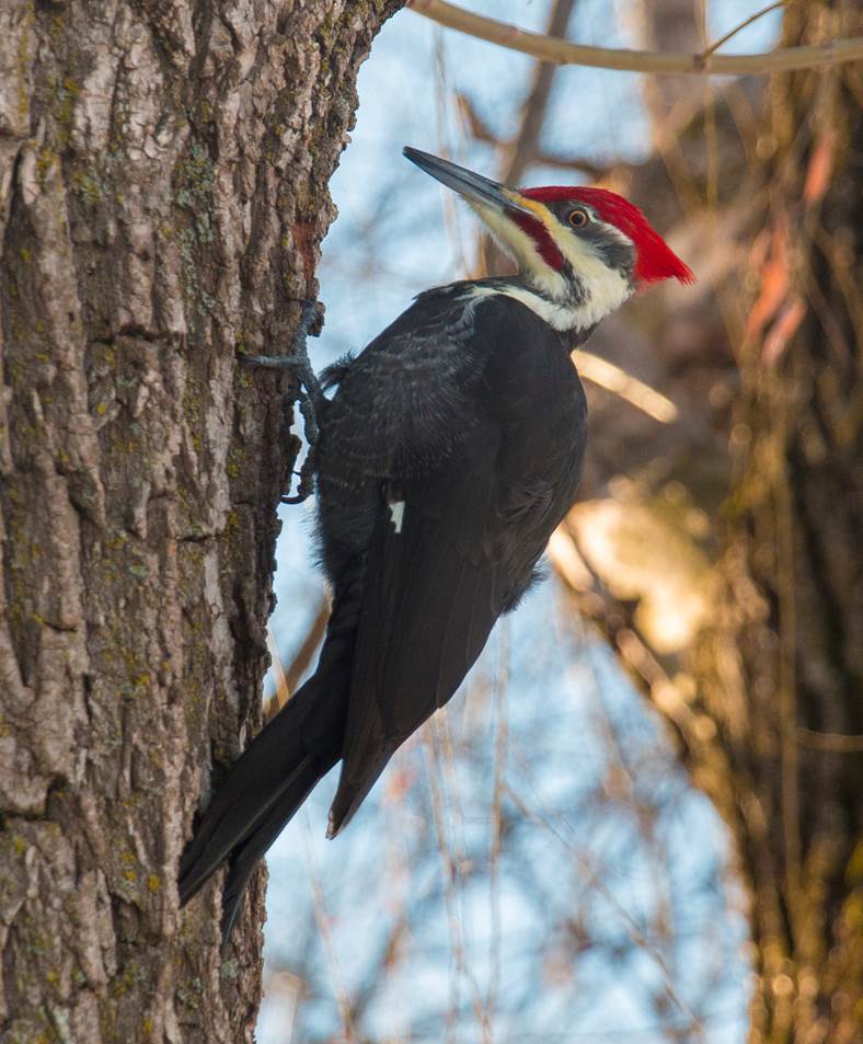 Grand pic au parc Michel-Chartrand