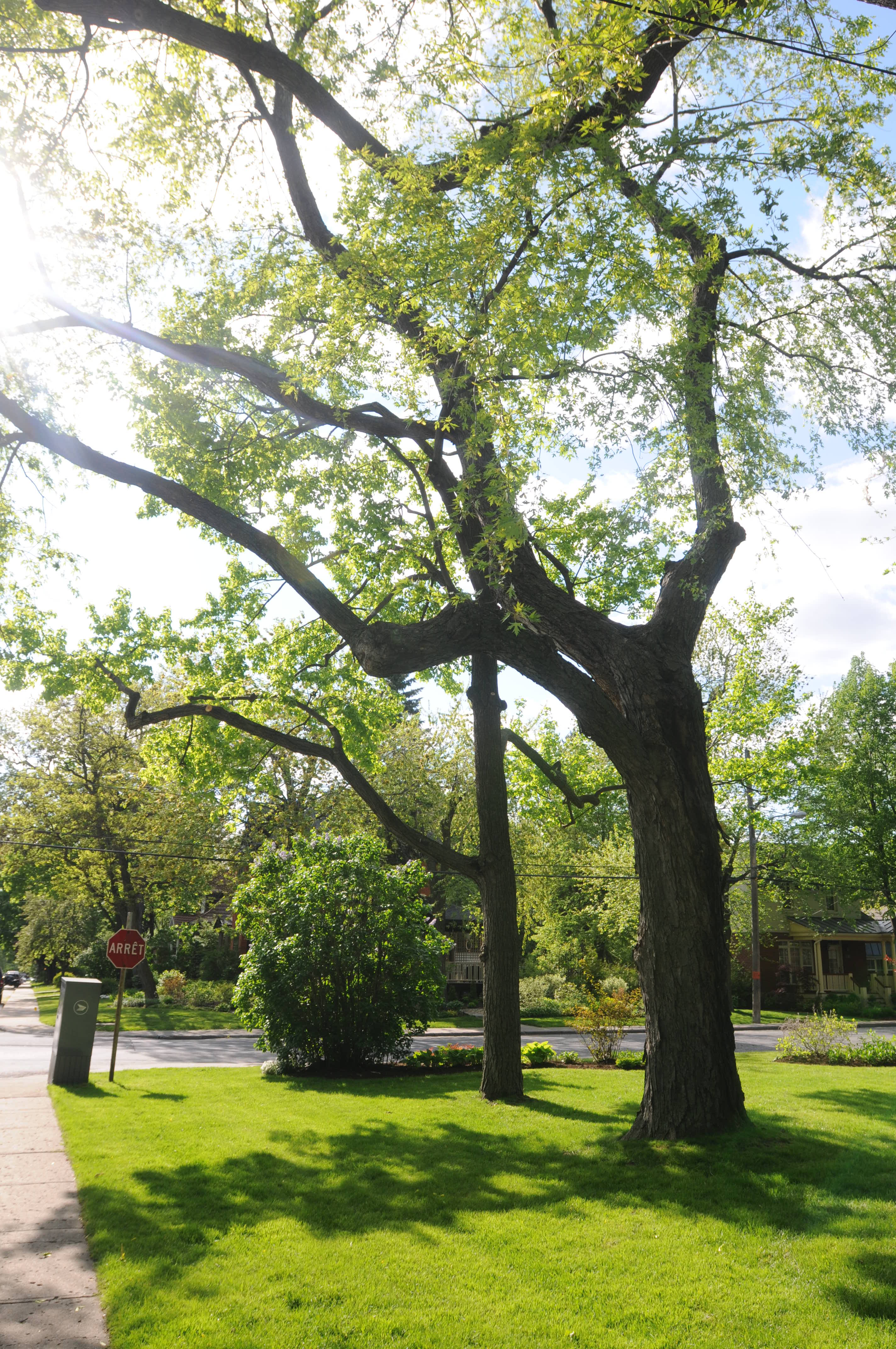 Hydro-Québec plantera 600 arbres dans l’agglomération de Longueuil
