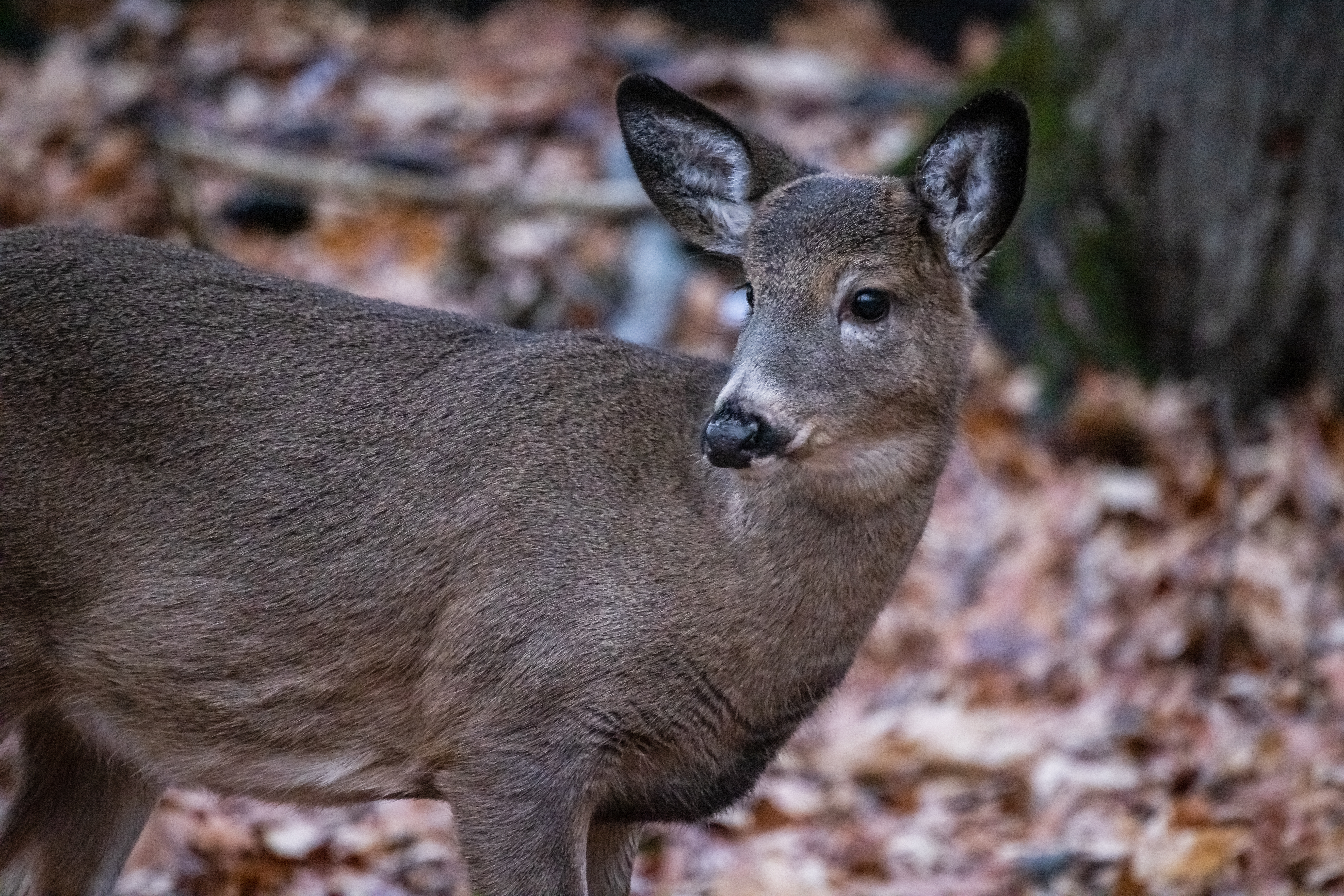 Les chevreuils gambadent toujours au parc Michel-Chartrand à Longueuil