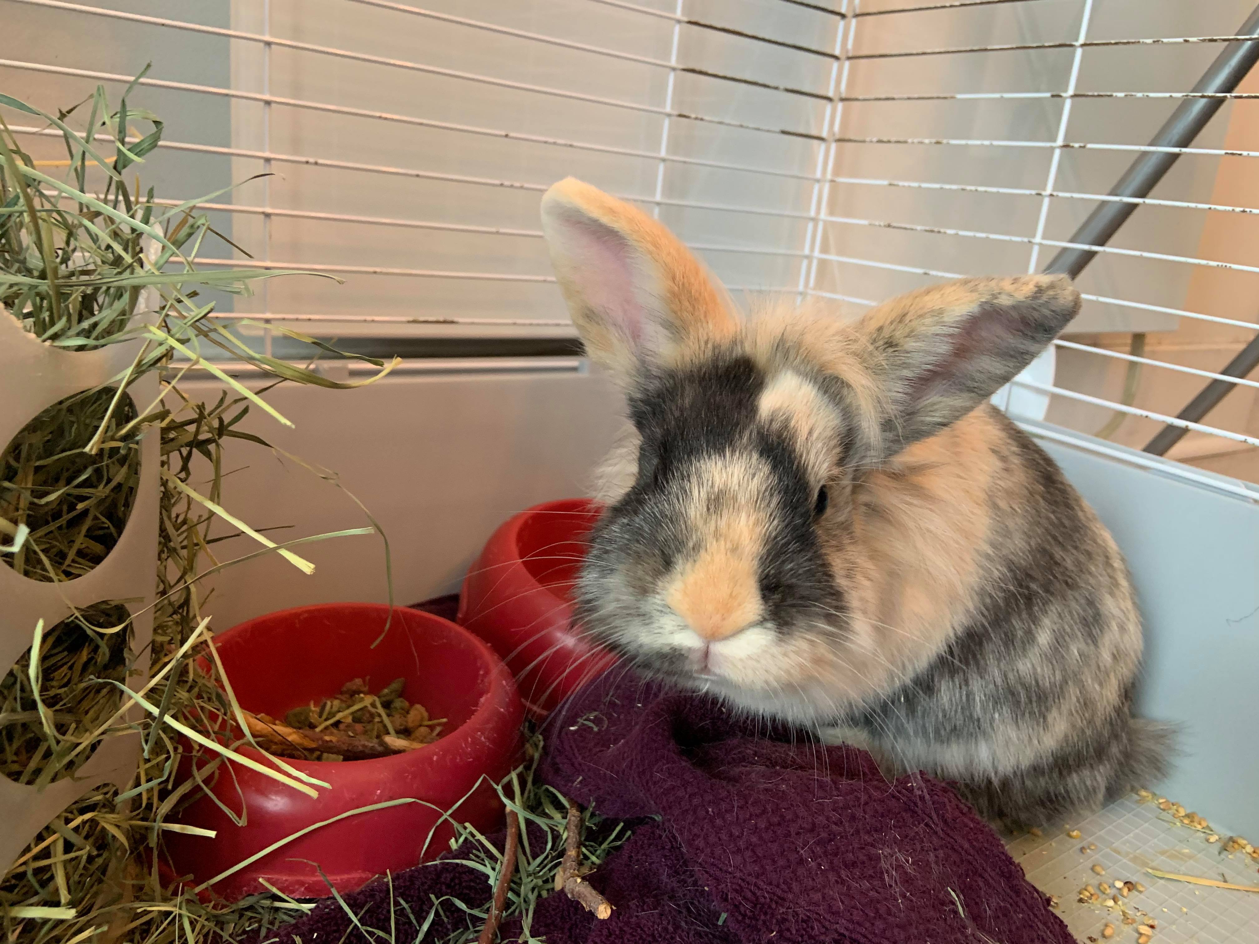 Pistache cherche une nouvelle famille