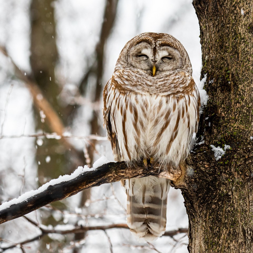 Photo de la semaine – Chouette rayée