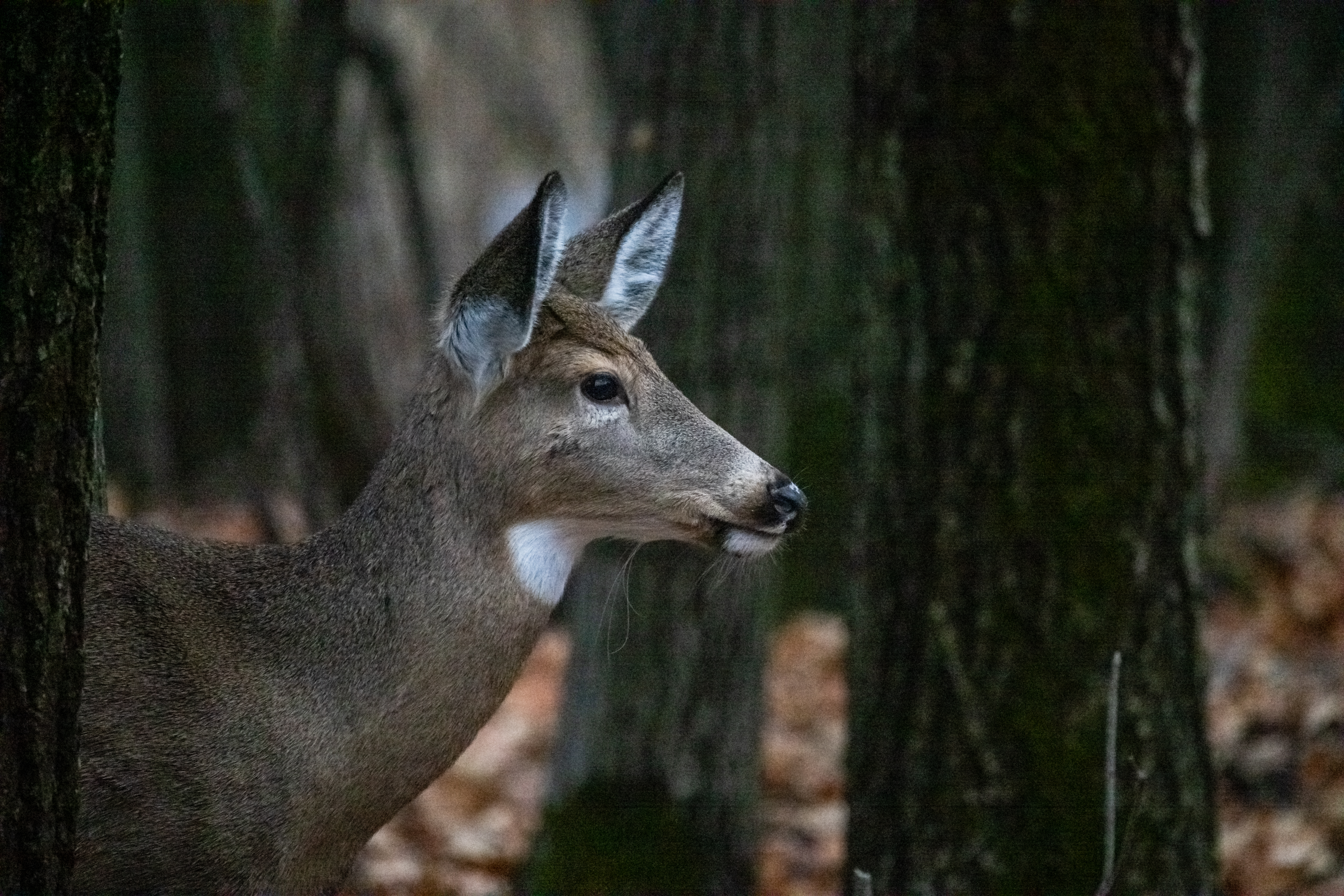 Aucune relocalisation des cerfs ne pourra avoir lieu prochainement