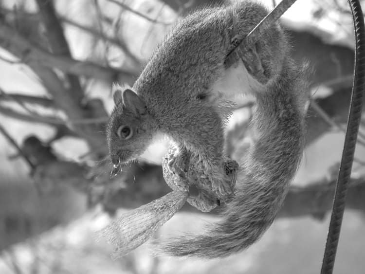 Mission impossible pour ce chat!