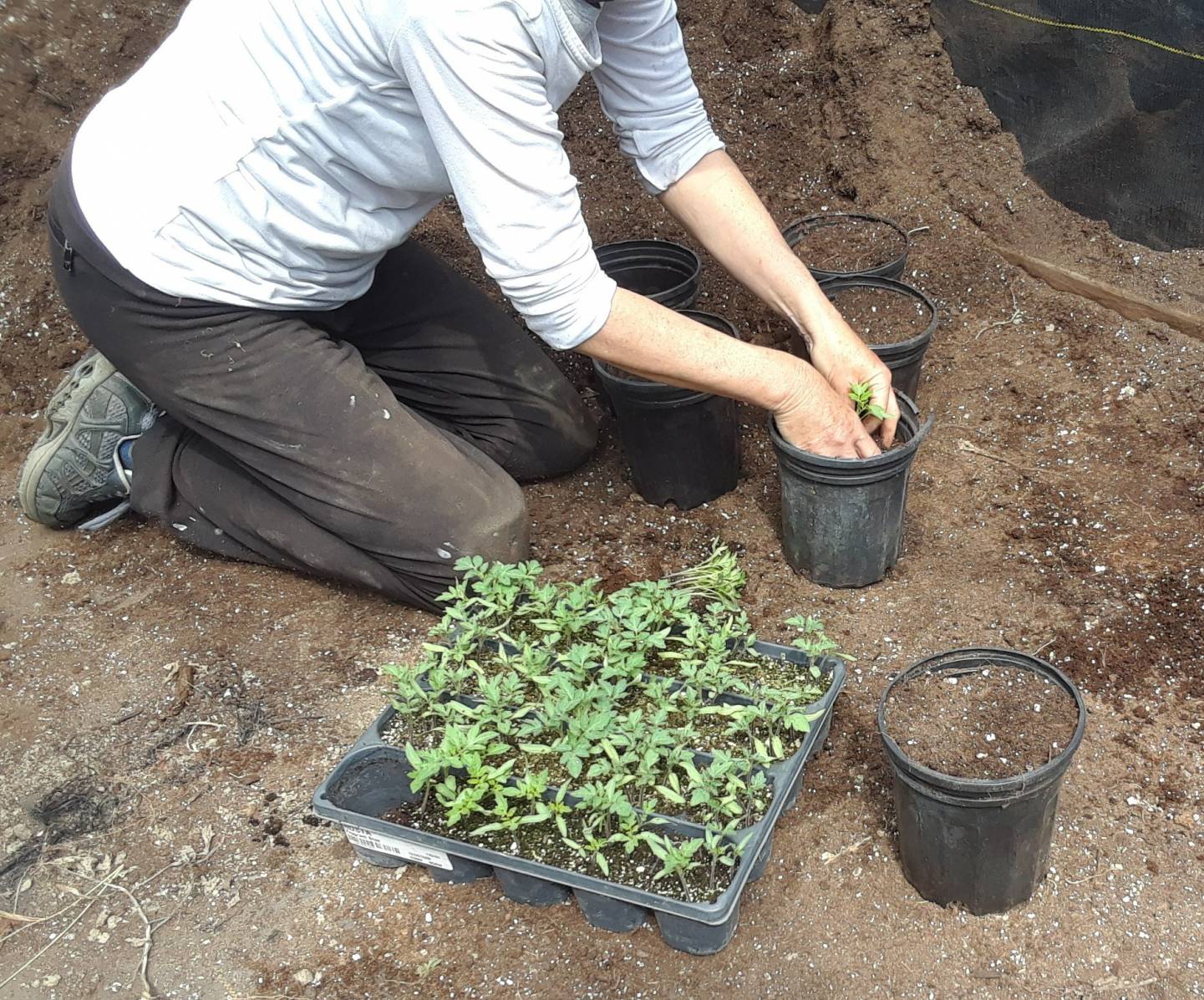 Ce chat veut prendre le crédit pour le ménage
