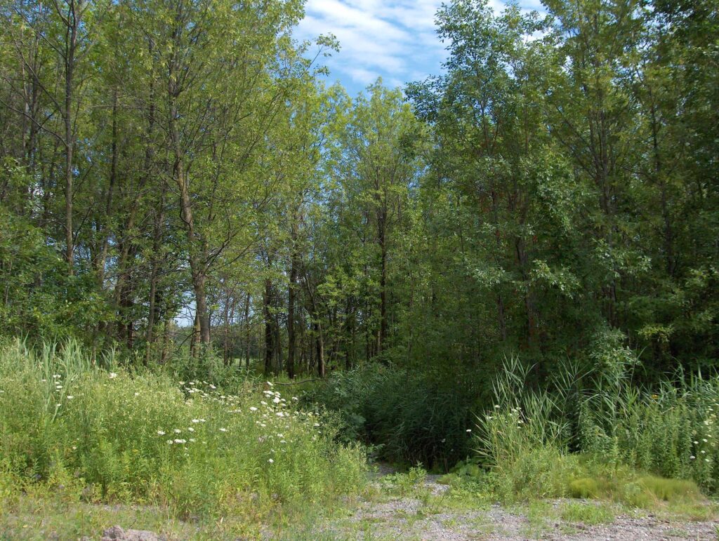 Brossard Ensemble: l’engagement d’une ville plus verte et résiliente