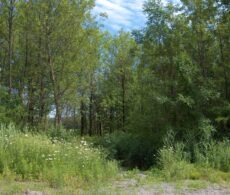 Brossard Ensemble: l’engagement d’une ville plus verte et résiliente