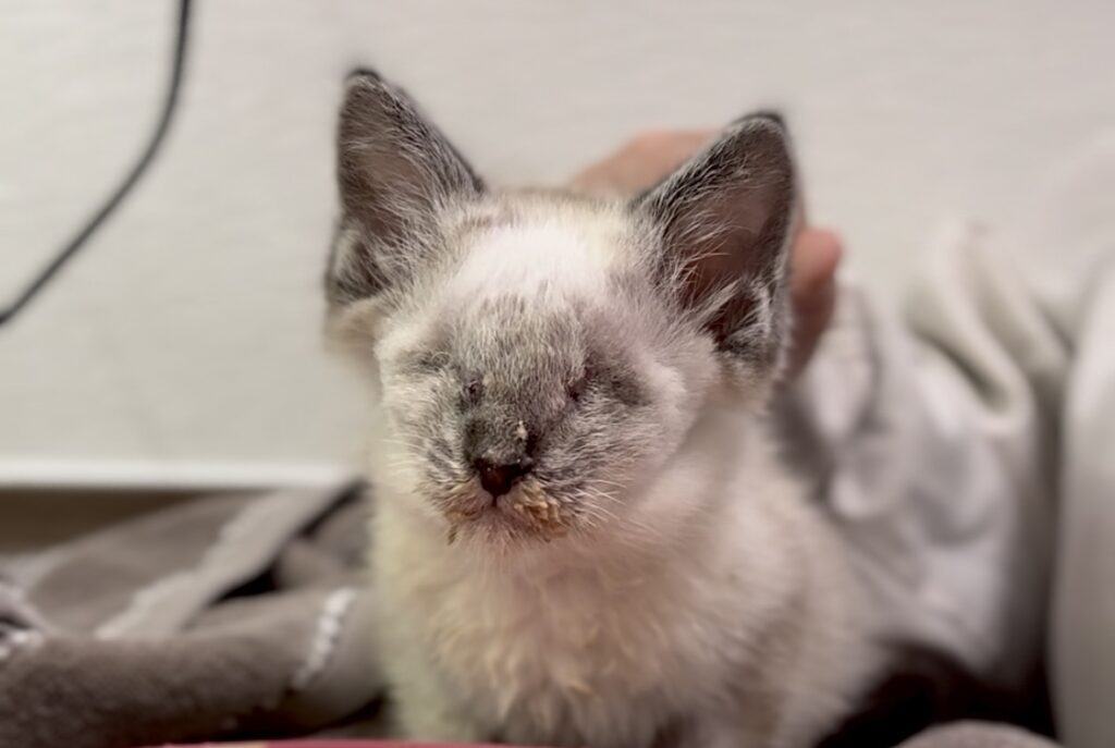 Proanima lance une campagne de dons pour soigner les animaux vulnérables