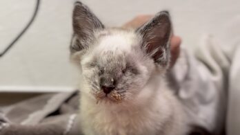 Proanima lance une campagne de dons pour soigner les animaux vulnérables