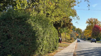 Environnement à Saint-Lambert : les dossiers attendus d’un prochain mandat