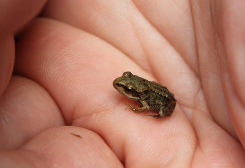 Rainette faux-grillon