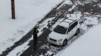 Gestion des cerfs au parc Michel-Chartrand : cinquante bêtes abattues