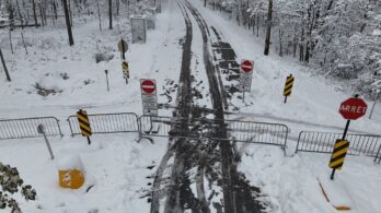 Longueuil : opération de contrôle des cerfs en cours