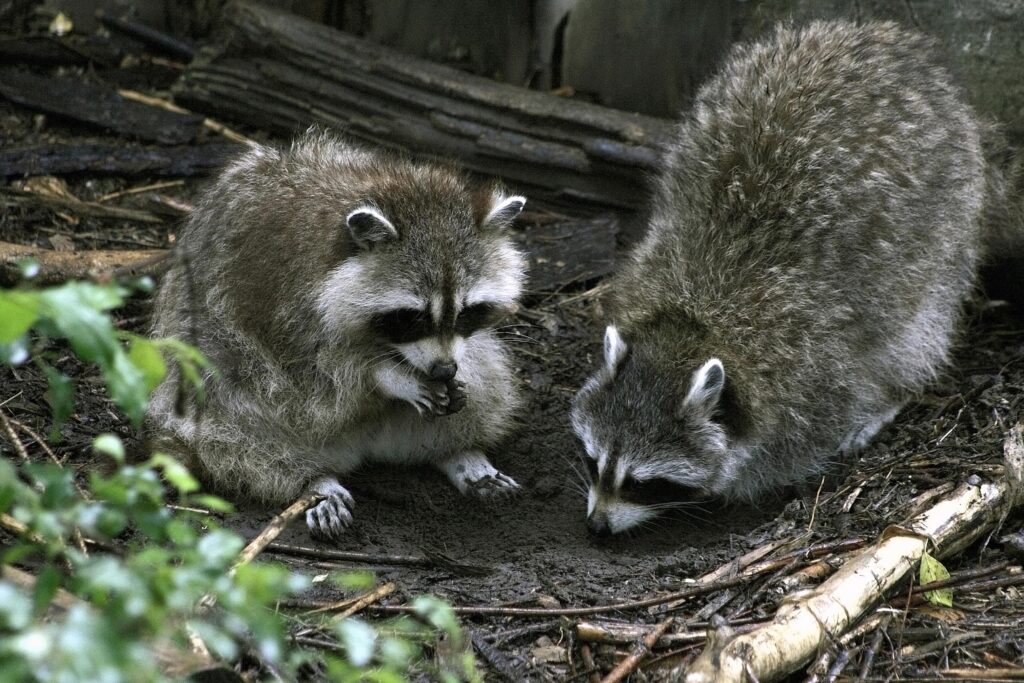 Défense de transporter de petits animaux sauvages