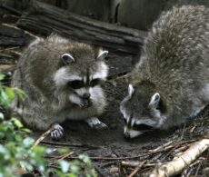 Défense de transporter de petits animaux sauvages