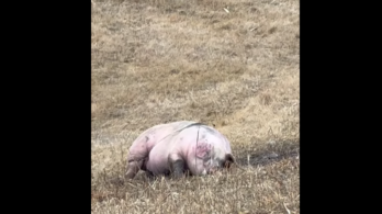 Autoroute 10 à Brossard : deux cochons tombés sur une bretelle