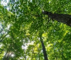 Longueuil : 500 arbres de plus sur le territoire