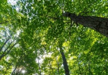 Longueuil : 500 arbres de plus sur le territoire