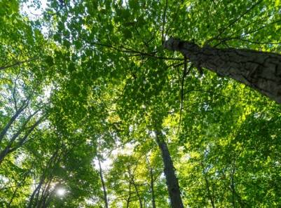 Longueuil : 500 arbres de plus sur le territoire