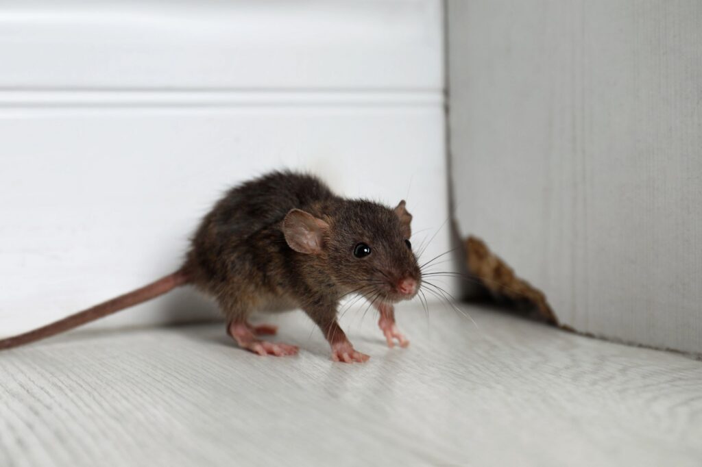 Rongeurs dans les maisons : quels sont les risques sanitaires?