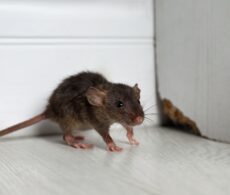 Rongeurs dans les maisons : quels sont les risques sanitaires?