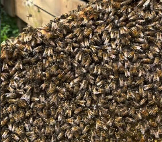 Écluses de Saint-Lambert : un essaim d’abeilles sauvé après un aller-retour à Sept-Îles