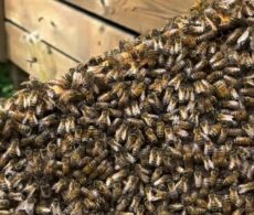 Écluses de Saint-Lambert : un essaim d’abeilles sauvé après un aller-retour à Sept-Îles