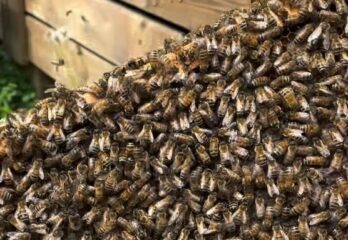 Écluses de Saint-Lambert : un essaim d’abeilles sauvé après un aller-retour à Sept-Îles