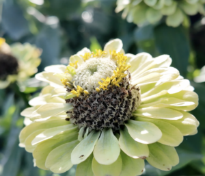 Quatre endroits où cueillir des fleurs cet été en Montérégie