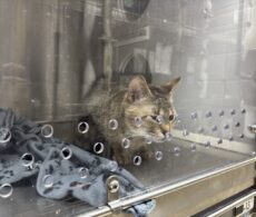 50 chats dans un logement : le défi de prendre en charge les animaux terrorisés