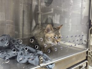 50 chats dans un logement : le défi de prendre en charge les animaux terrorisés