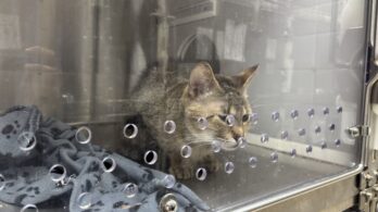 50 chats dans un logement : le défi de prendre en charge les animaux terrorisés