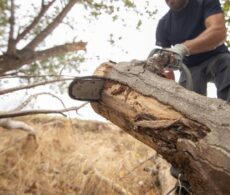 Que faire d’une souche après l’abattage d’un arbre?