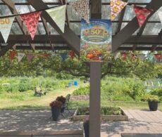Jardins communautaires de Longueuil : 50 ans à cultiver la terre et les liens
