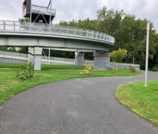 Longueuil : une dizaine de jeunes arbres vandalisés