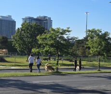 Parc canin Georges-Dor : un voisin dénonce l’incivilité de certains utilisateurs