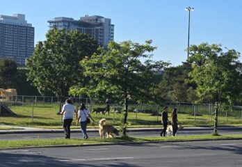 Parc canin Georges-Dor : un voisin dénonce l’incivilité de certains utilisateurs