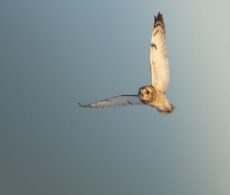 Une caméra, un œil de lynx et un hibou des marais: sa photo choisie par le Canadian Geographic