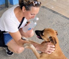 Longueuil : un organisme vient en aide aux animaux errants de Cuba