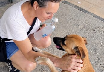 Longueuil : un organisme vient en aide aux animaux errants de Cuba