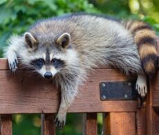 Rage du raton laveur : ce que l&rsquo;été 2026 a changé pour les résidents de la Montérégie